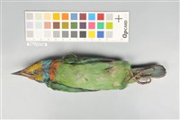 五色鳥藏品圖，第4張